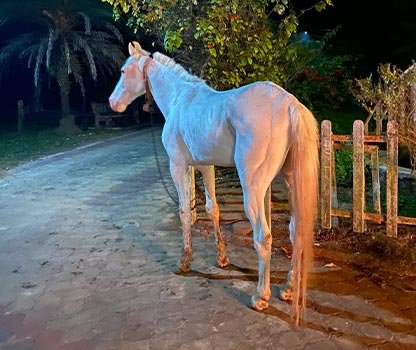 GPV Village Resort Gallery