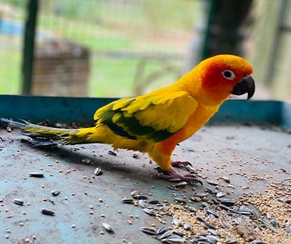 GPV Village Resort Gallery