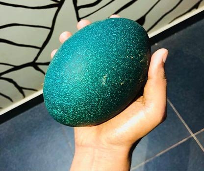 GPV Village Resort Gallery